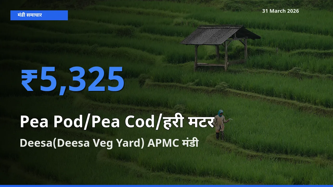 31 March अपडेट: मटर की फली के सबसे ऊँचे दाम Deesa(Deesa Veg Yard) APMC मंडी में