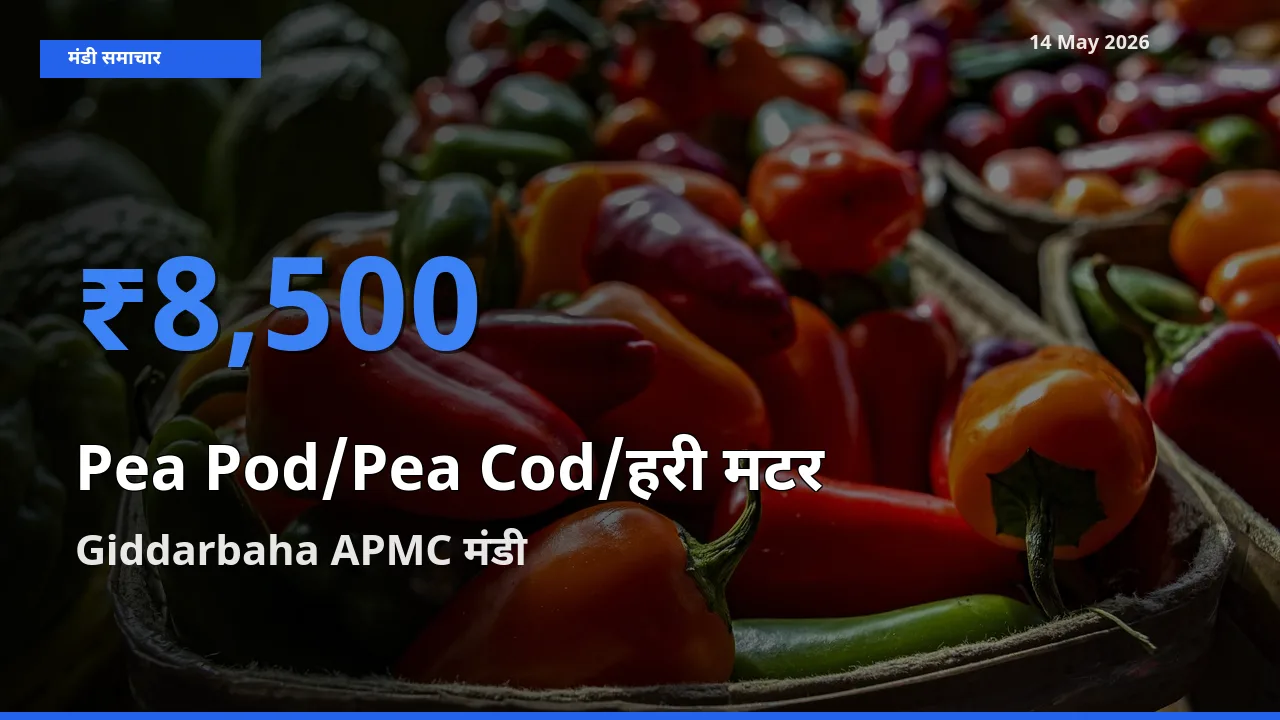 Giddarbaha APMC मंडी में आज मटर की फली के सबसे ऊँचे दाम दर्ज