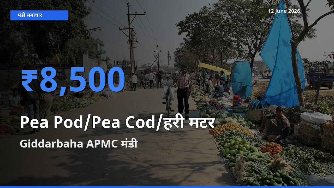 Giddarbaha APMC मंडी में आज मटर की फली के सबसे ऊँचे दाम दर्ज
