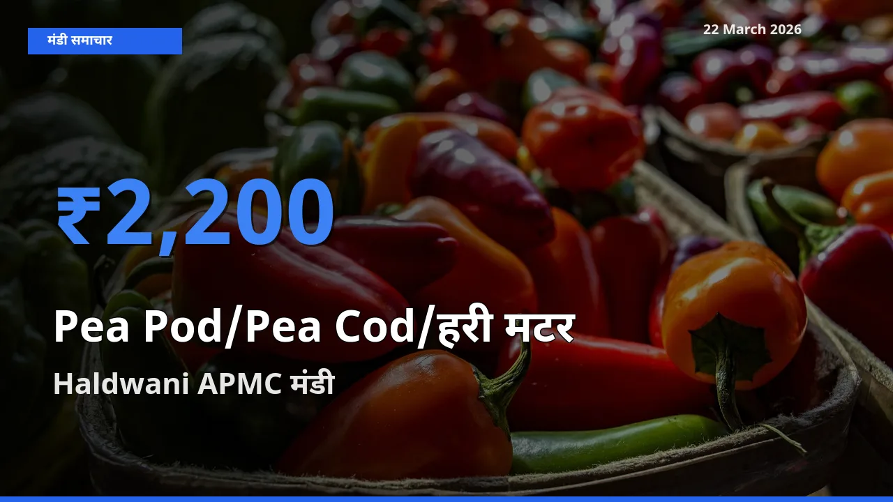 आज मटर की फली के सबसे ज़्यादा दाम Haldwani APMC मंडी में दर्ज
