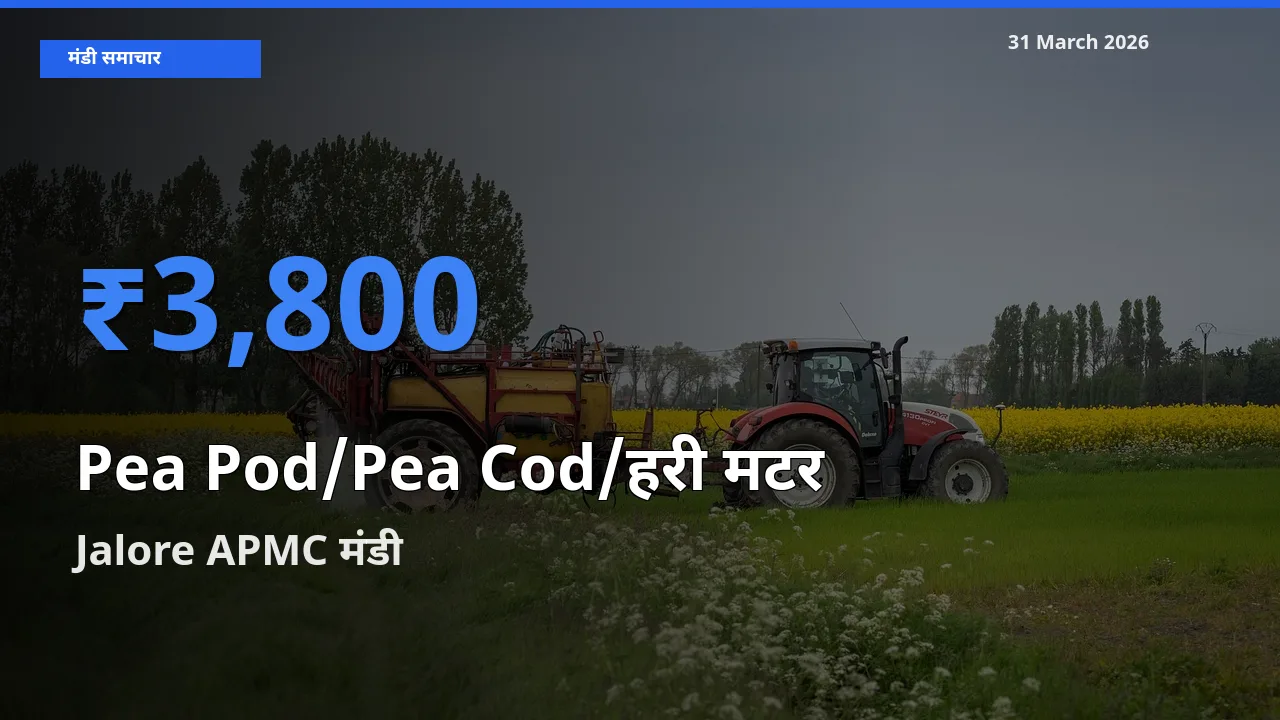 31 March अपडेट: मटर की फली के सबसे ऊँचे दाम Jalore APMC मंडी में