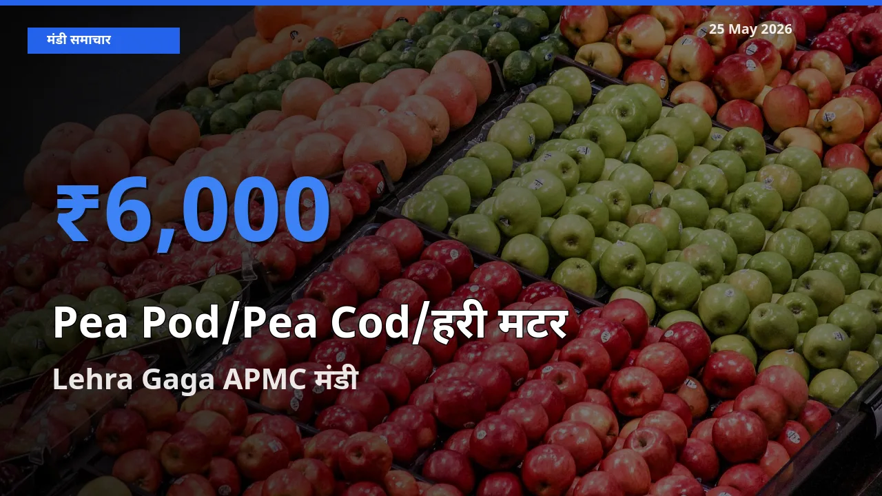 Lehra Gaga APMC मंडी में आज मटर की फली के सबसे ऊँचे दाम दर्ज