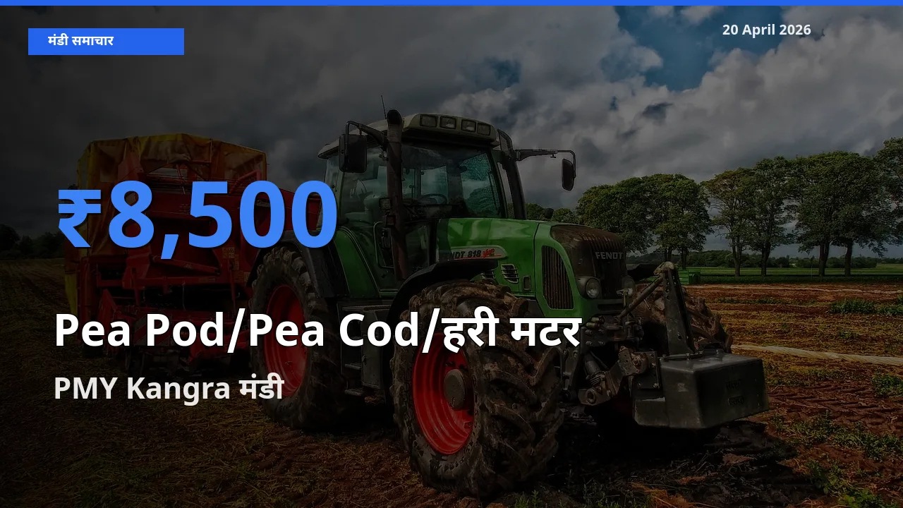 PMY Kangra मंडी में मटर की फली ₹8,500 पर पहुँचा – आज का सर्वोच्च भाव