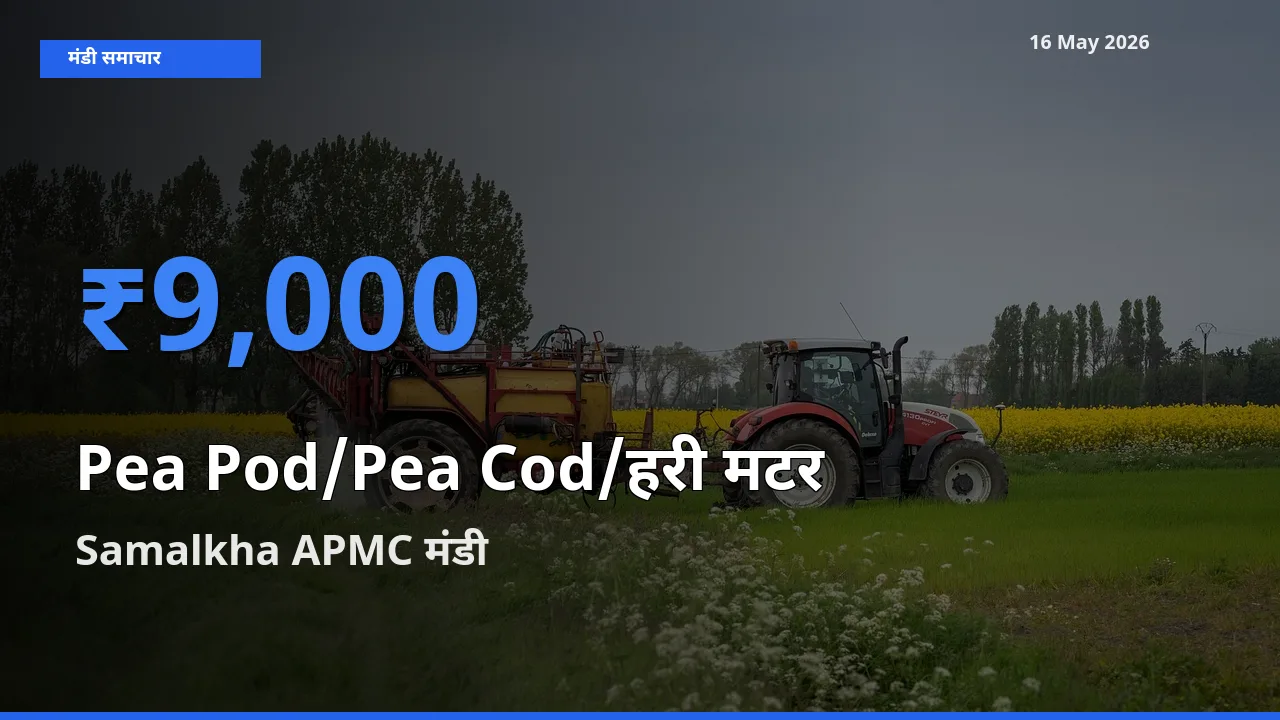 आज मटर की फली के सबसे ऊँचे दाम ₹9,000 Samalkha APMC मंडी में