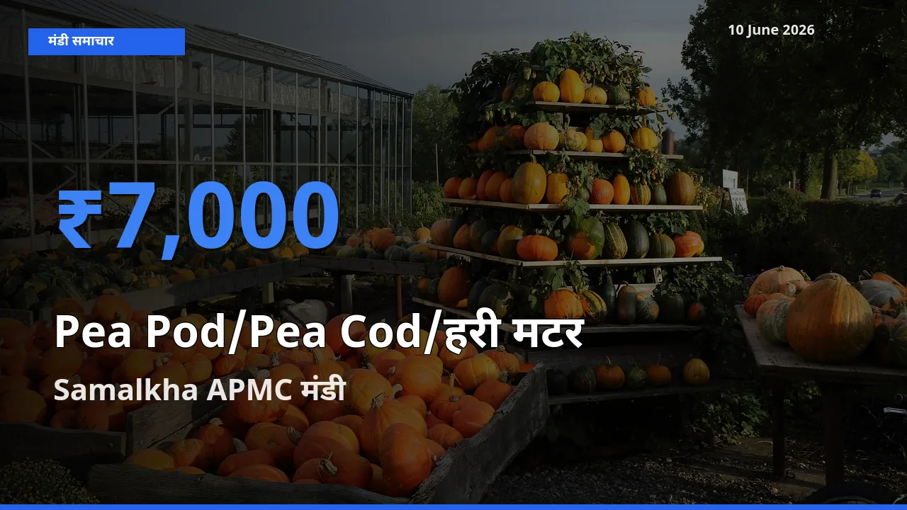 टॉप मंडी बना Samalkha APMC! मटर की फली के सबसे ऊँचे दाम यहीं दर्ज