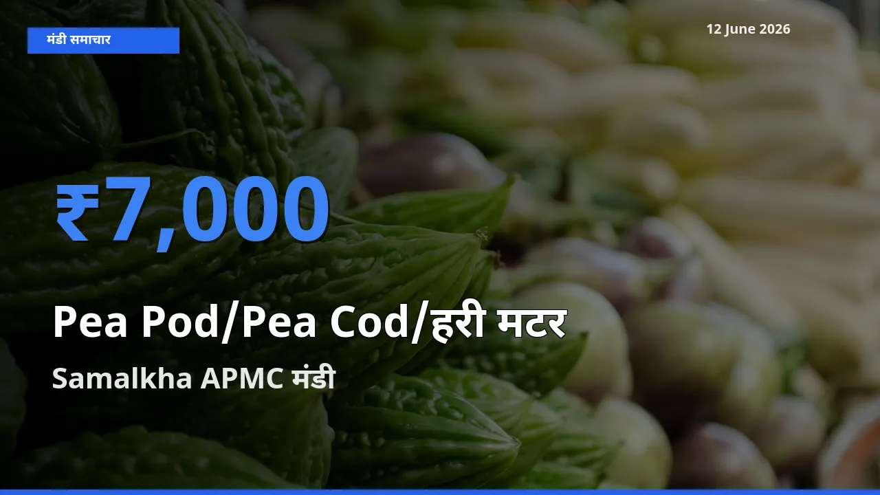 टॉप मंडी बना Samalkha APMC! मटर की फली के सबसे ऊँचे दाम यहीं दर्ज