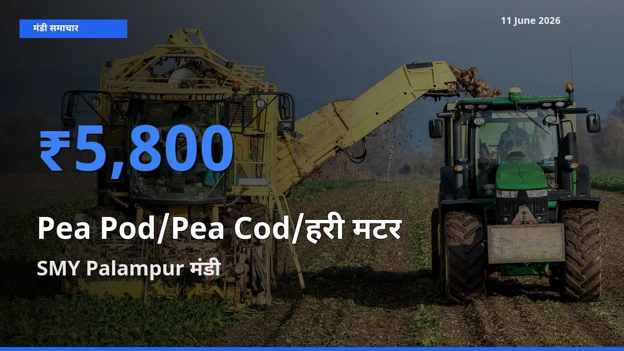 आज का मंडी भाव: मटर की फली के सबसे ज़्यादा दाम SMY Palampur में