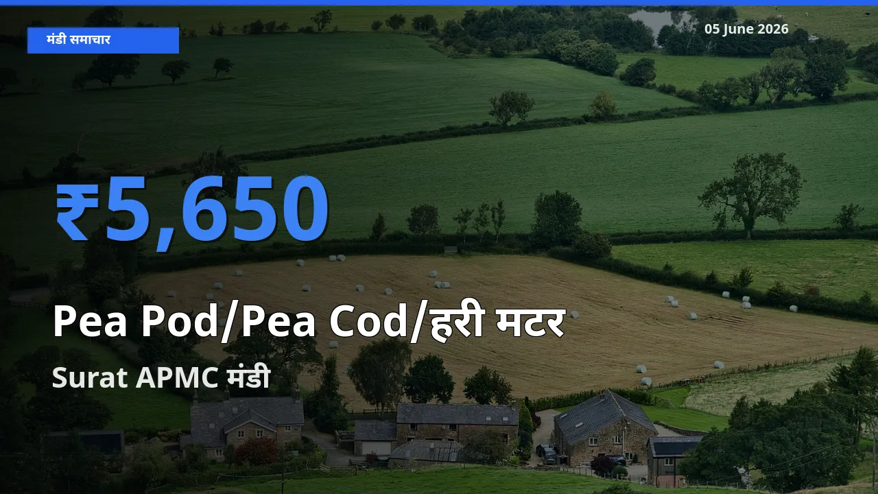 आज मटर की फली के सबसे ऊँचे दाम ₹5,650 Surat APMC मंडी में