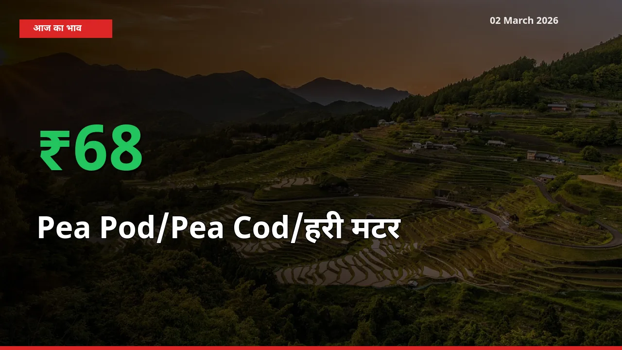 स्थानीय मंडी में Pea Pod/Pea Cod/हरी मटर के दाम अचानक 67.86% उछले, किसान सतर्क