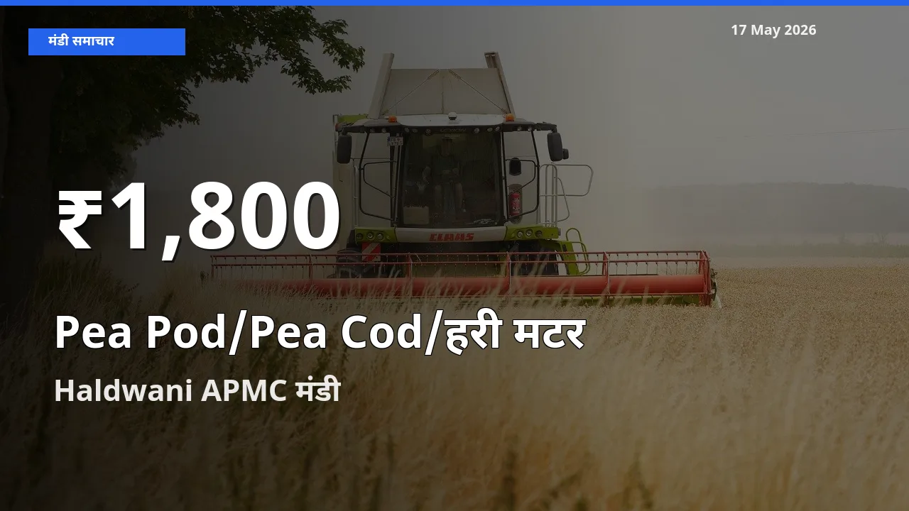 किसानों के लिए चिंता का विषय? मटर की फली के दाम Haldwani APMC में 30 दिन के न्यूनतम स्तर पर