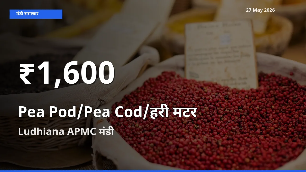 आज का मंडी भाव: Ludhiana APMC में मटर की फली 30 दिन के सबसे कम स्तर पर