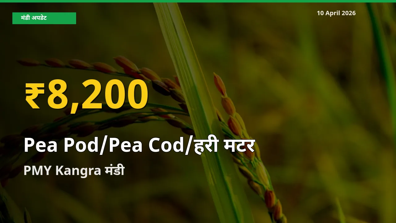 मटर की फली के भावों में जबरदस्त उछाल, PMY Kangra में नया उच्च स्तर