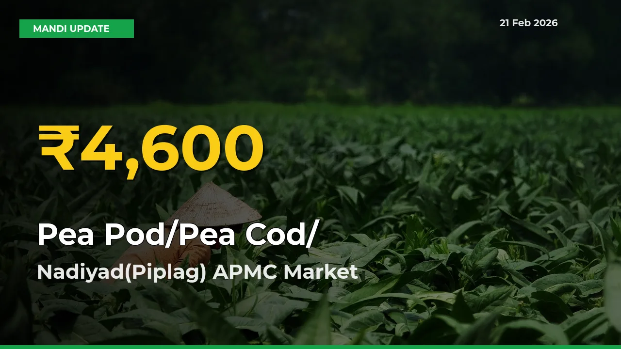Pea Pod/Pea Cod/हरी मटर Price Hits New High in Nadiyad(Piplag) APMC Today – Check Latest Mandi Rates