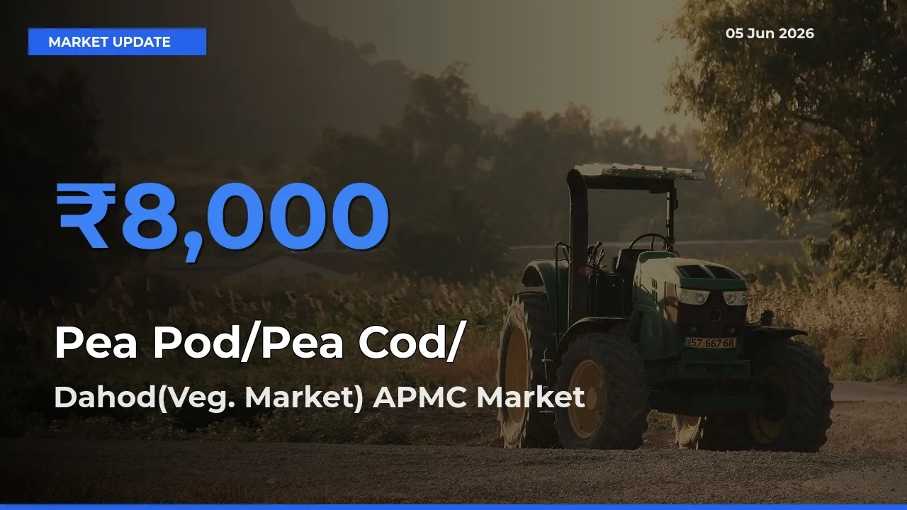 Top Performer! Dahod(Veg. Market) APMC Offers Best Pea Pod/Pea Cod/हरी मटर Price Today