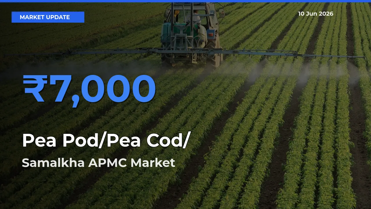 Samalkha APMC Leads as Top Mandi for Pea Pod/Pea Cod/हरी मटर Prices