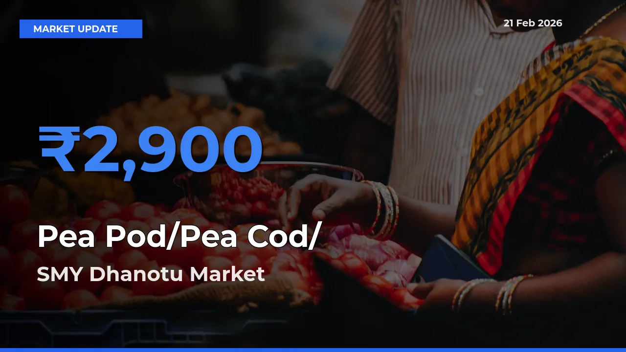 SMY Dhanotu Tops Pea Pod/Pea Cod/हरी मटर Rates – February 21 Market Update