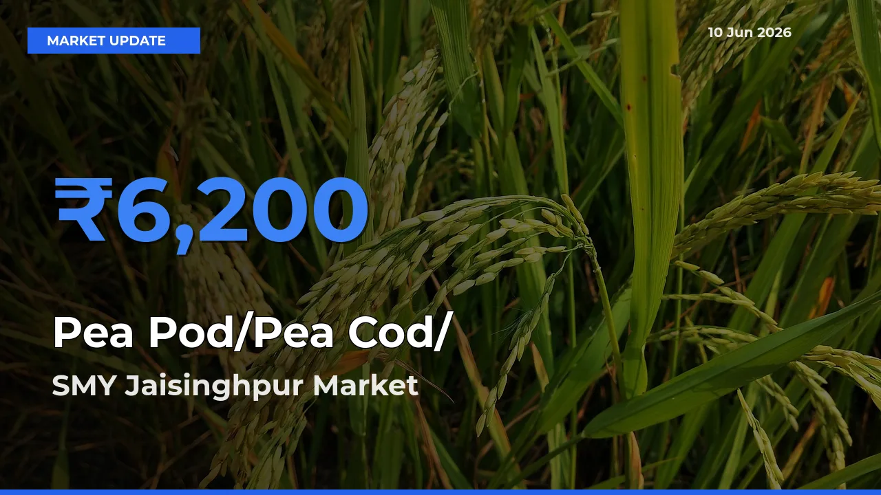 SMY Jaisinghpur Offers ₹6,200 – Highest Pea Pod/Pea Cod/हरी मटर Rate Today