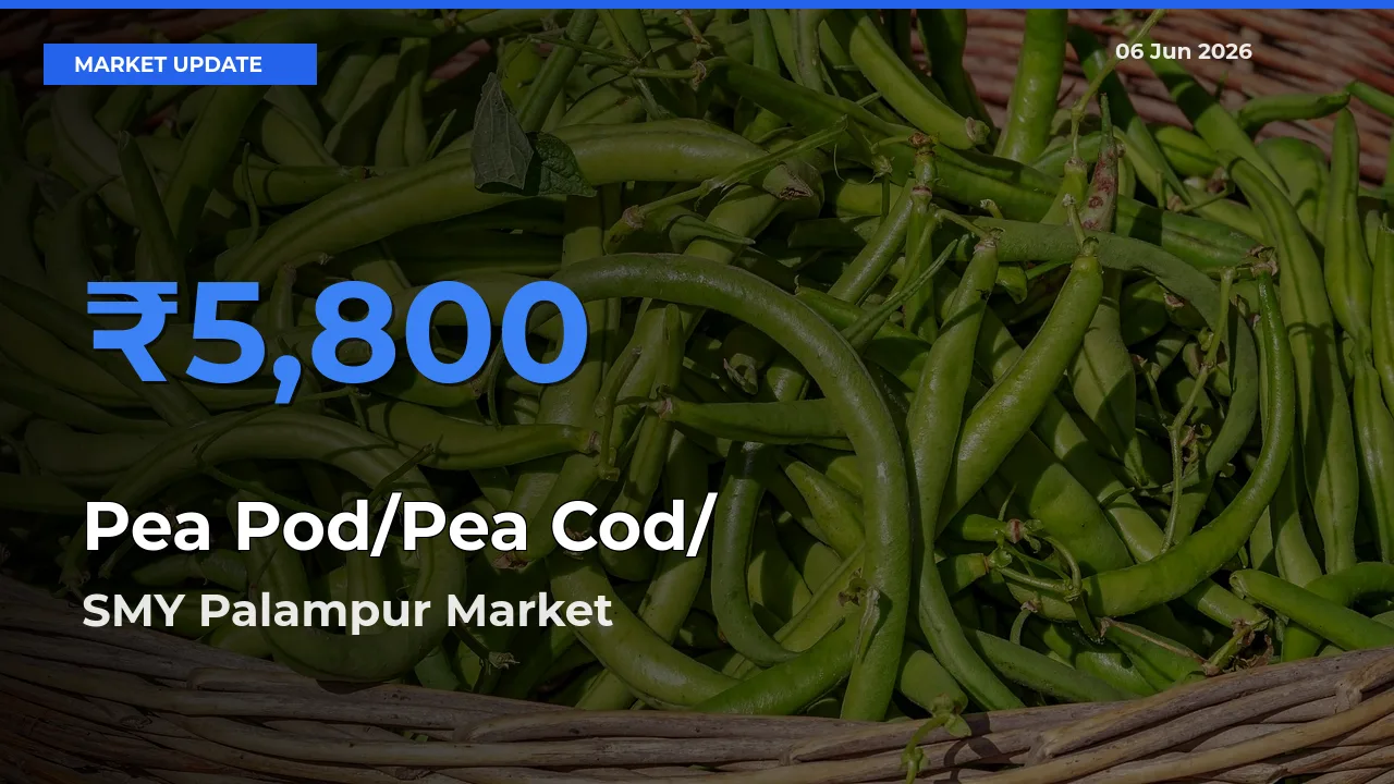 Farmers Prefer SMY Palampur as Pea Pod/Pea Cod/हरी मटर Hits Highest Rate