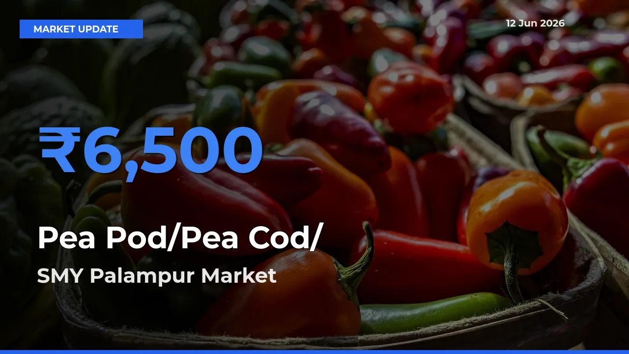 SMY Palampur Tops Pea Pod/Pea Cod/हरी मटर Rates – June 12 Market Update