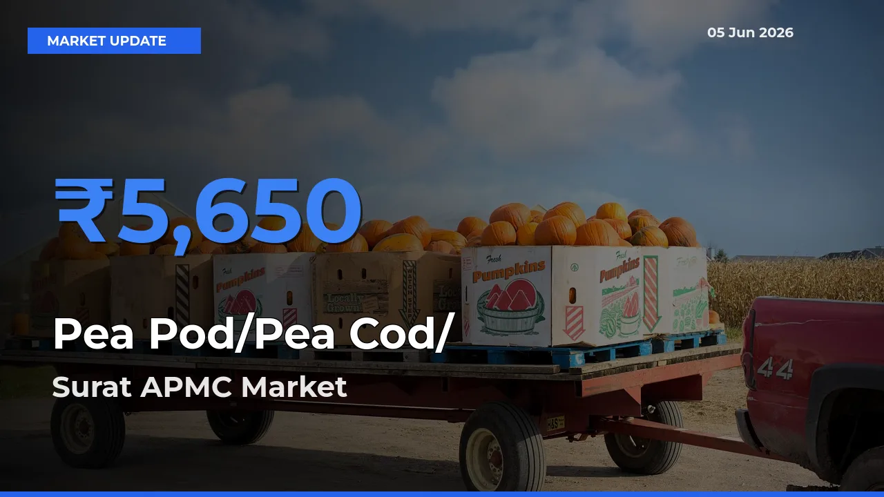 Surat APMC Leads as Top Mandi for Pea Pod/Pea Cod/हरी मटर Prices