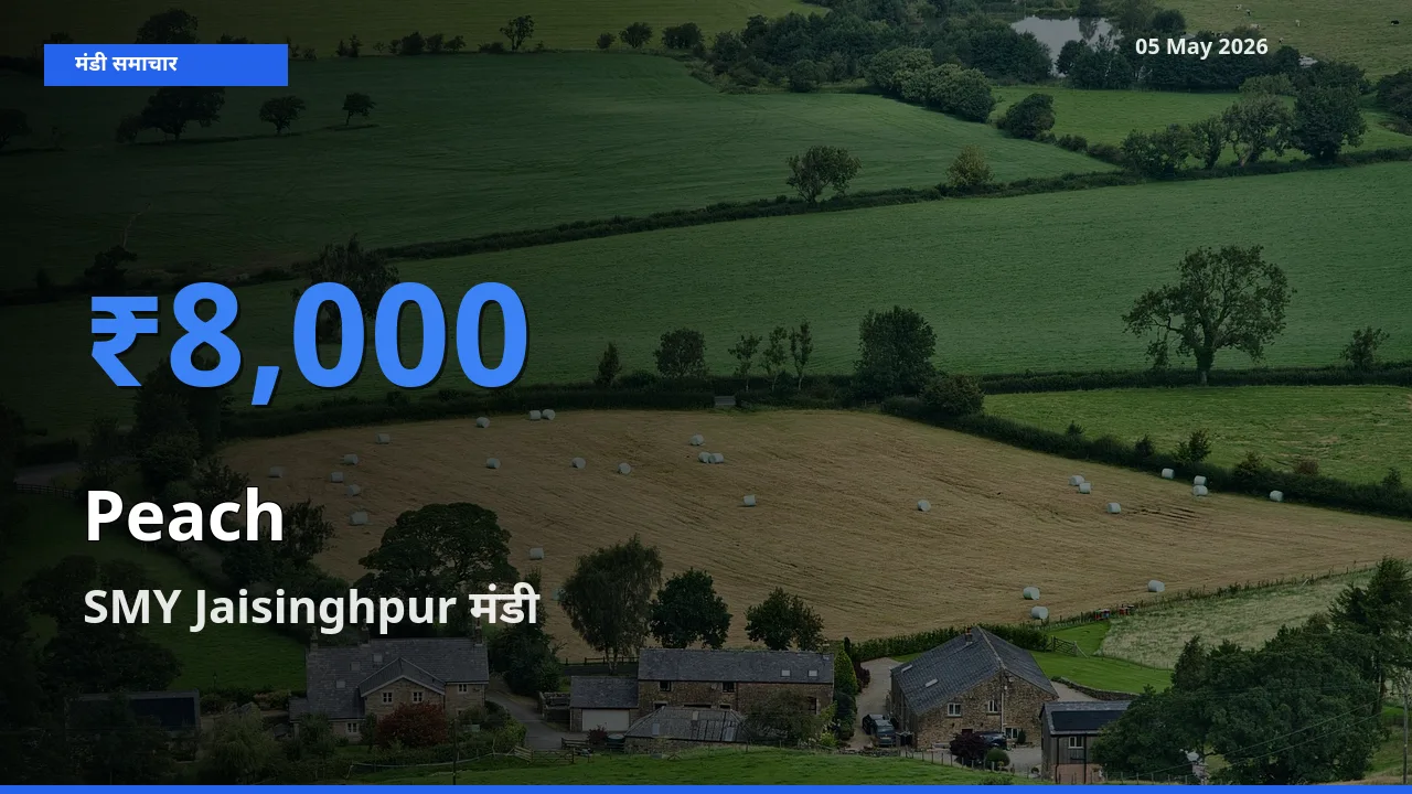 किसानों की पसंद बना SMY Jaisinghpur, आड़ू के सबसे अच्छे दाम