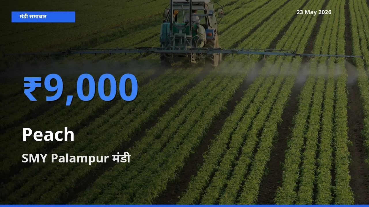 किसानों की पसंद बना SMY Palampur, आड़ू के सबसे अच्छे दाम