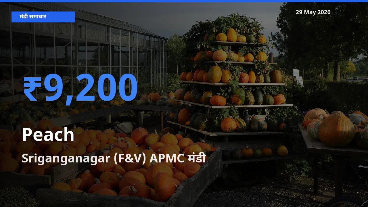 टॉप मंडी बना Sriganganagar (F&V) APMC! आड़ू के सबसे ऊँचे दाम यहीं दर्ज
