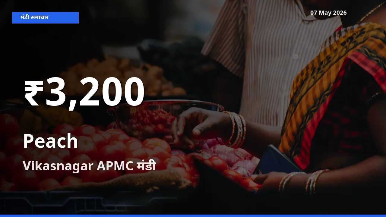 Vikasnagar APMC में आड़ू के दाम 30 दिन के न्यूनतम स्तर पर, आज का मंडी भाव देखें