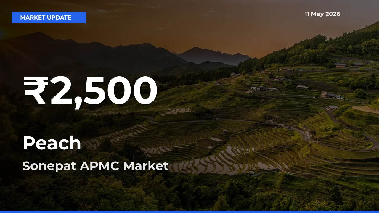 Why Peach Prices Slumped in Sonepat APMC – 30-Day Low Today