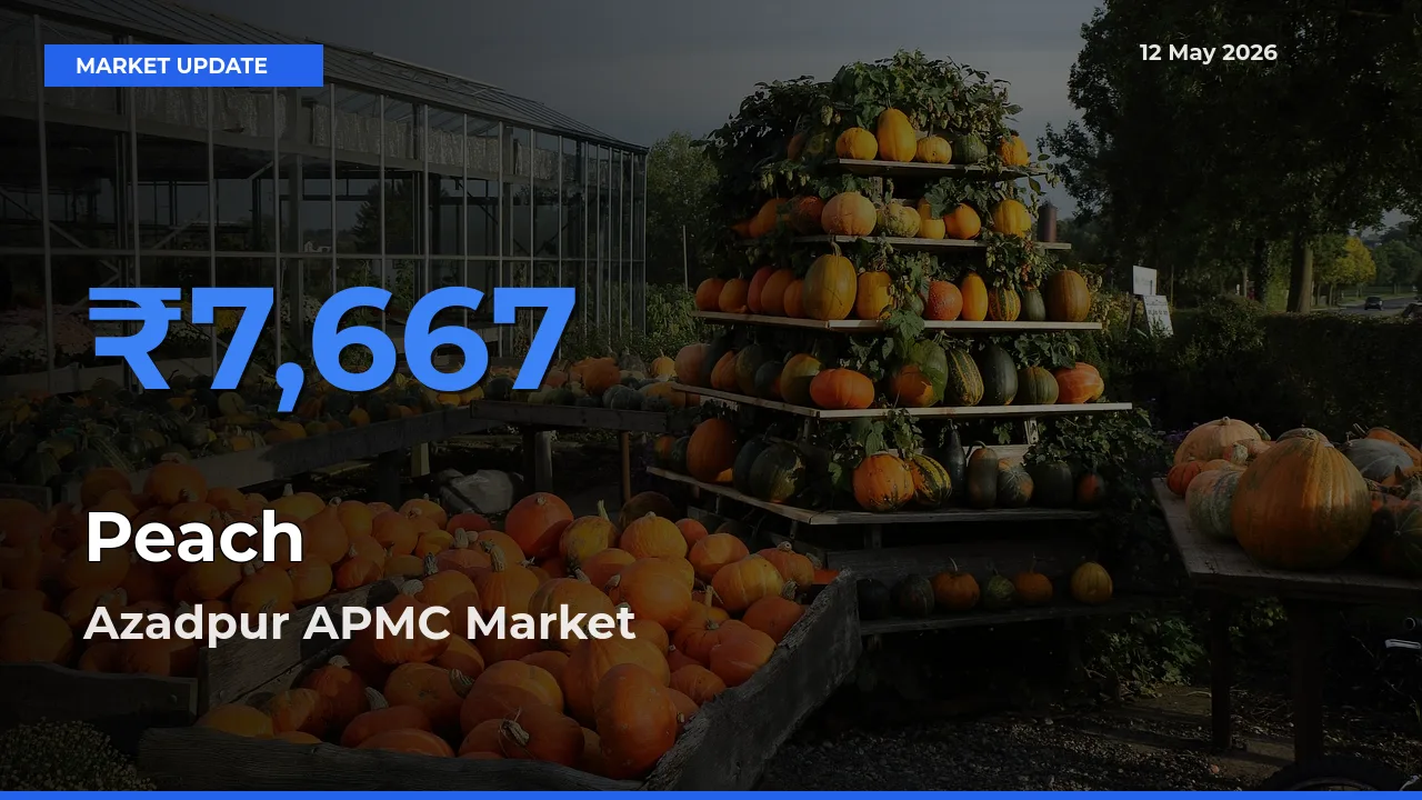 Azadpur APMC Emerges as Top Mandi for Peach Prices Today