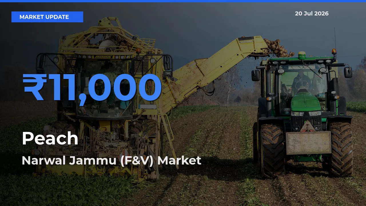Farmers Prefer Narwal Jammu (F&V) as Peach Hits Highest Rate