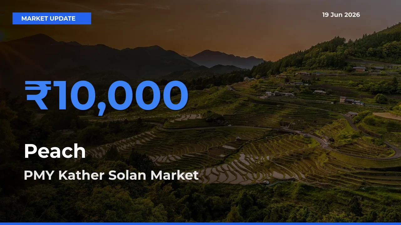 Farmers Prefer PMY Kather Solan as Peach Hits Highest Rate