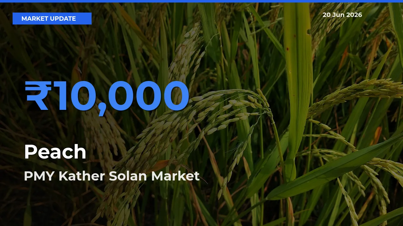 PMY Kather Solan Emerges as Top Mandi for Peach Prices Today