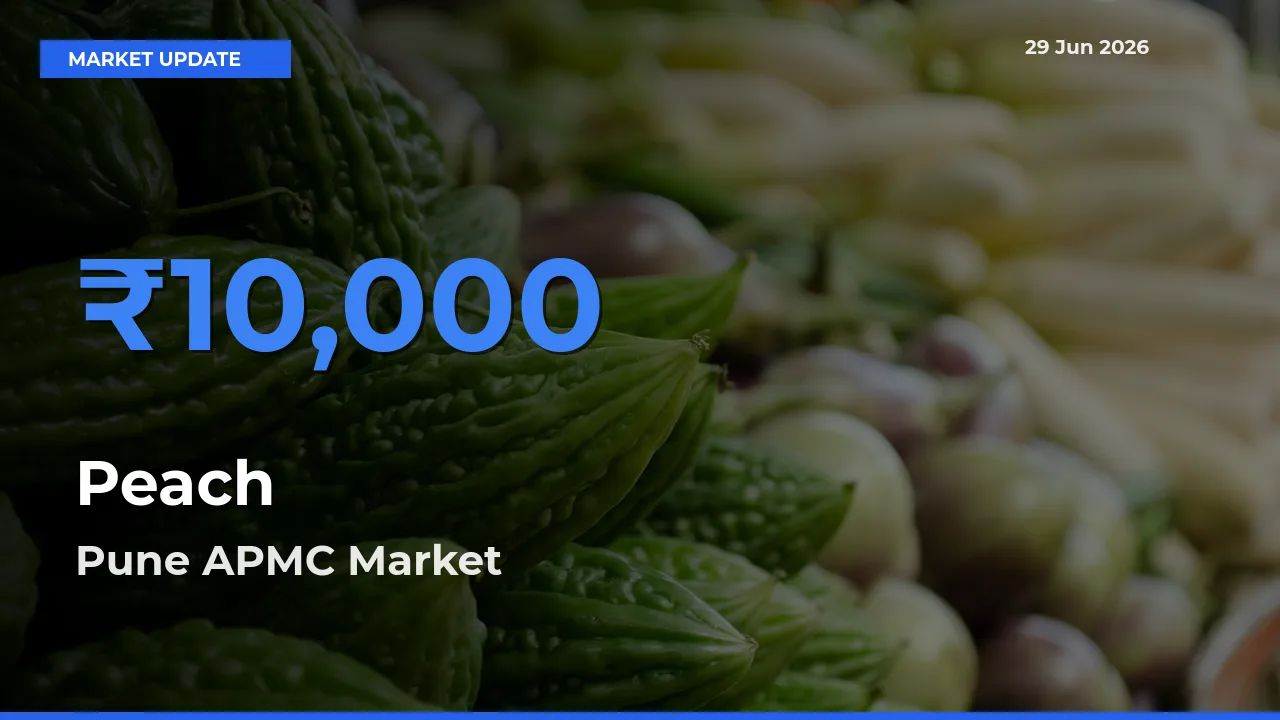 Top Performer! Pune APMC Offers Best Peach Price Today