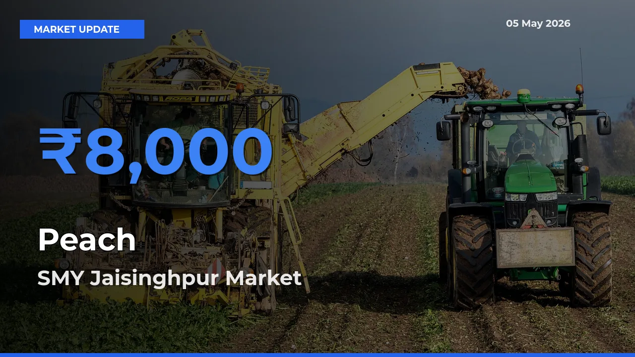 SMY Jaisinghpur Records Highest ₹8,000 Rate for Peach