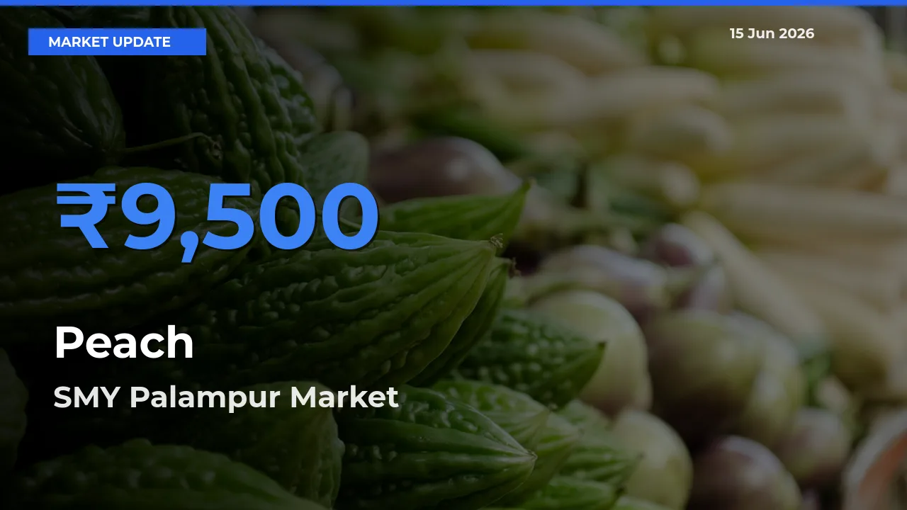 SMY Palampur Records Highest ₹9,500 Rate for Peach