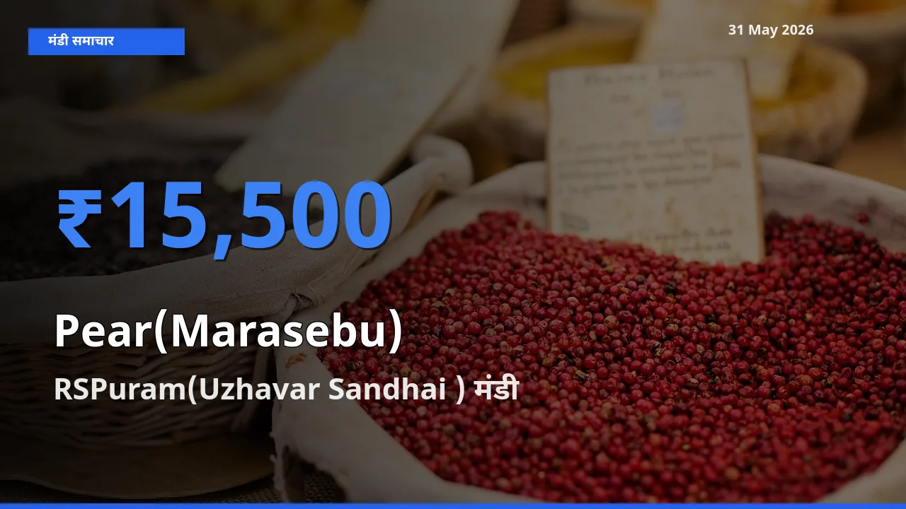 RSPuram(Uzhavar Sandhai ) में नाशपाती का आज सबसे ऊँचा भाव