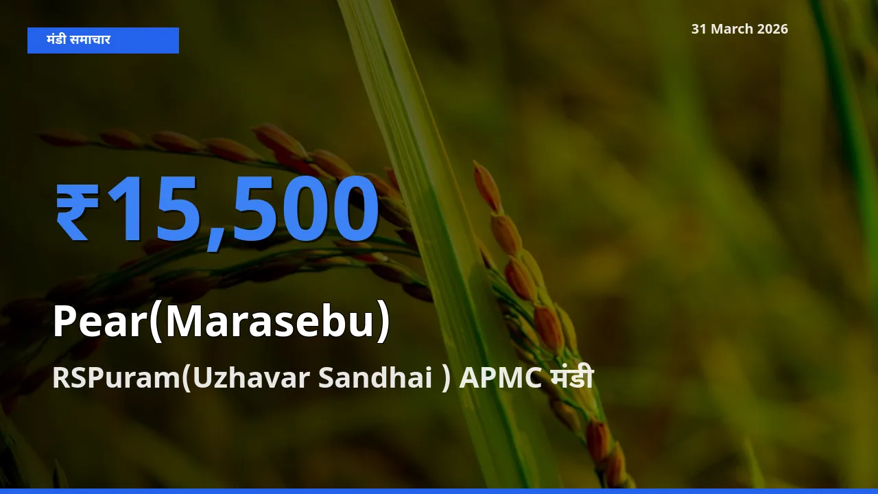 RSPuram(Uzhavar Sandhai ) APMC में नाशपाती का आज सबसे ऊँचा भाव