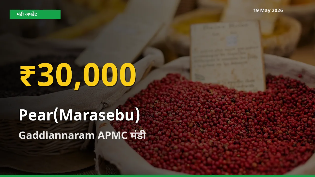 रिकॉर्ड तेज़ी! Gaddiannaram APMC में नाशपाती ₹30,000 पर पहुँचा