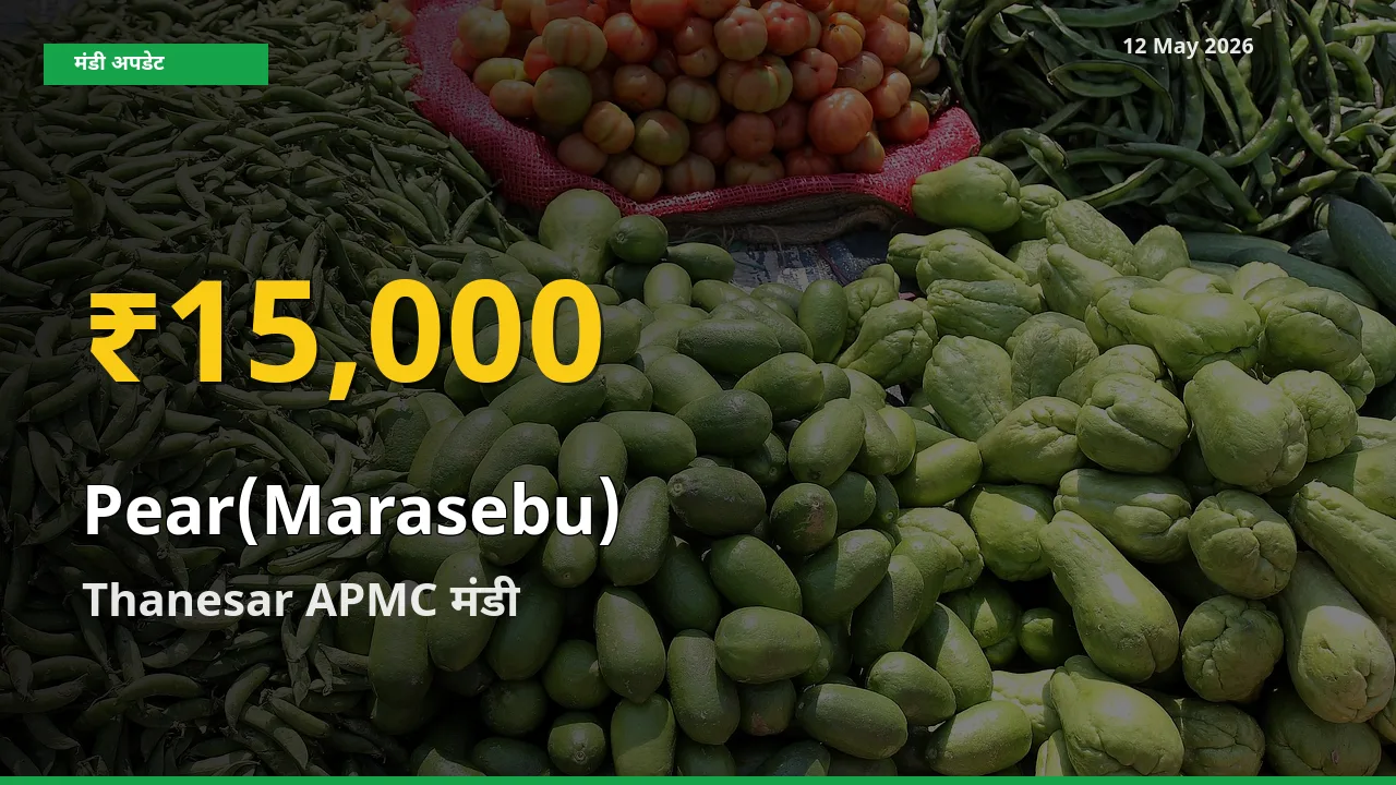 आज का मंडी भाव: Thanesar APMC में नाशपाती सबसे ऊँचे स्तर पर