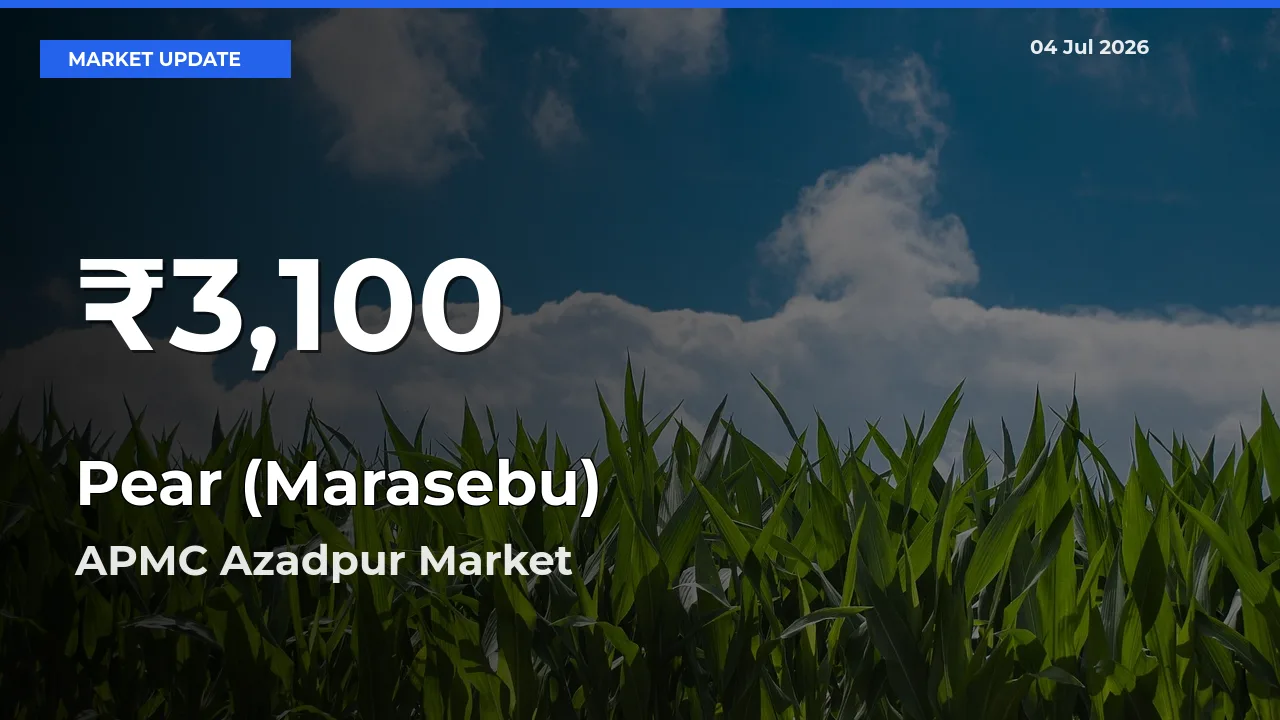 Pear (Marasebu) Falls to ₹3,100 in APMC Azadpur – 30-Day Lowest Rate