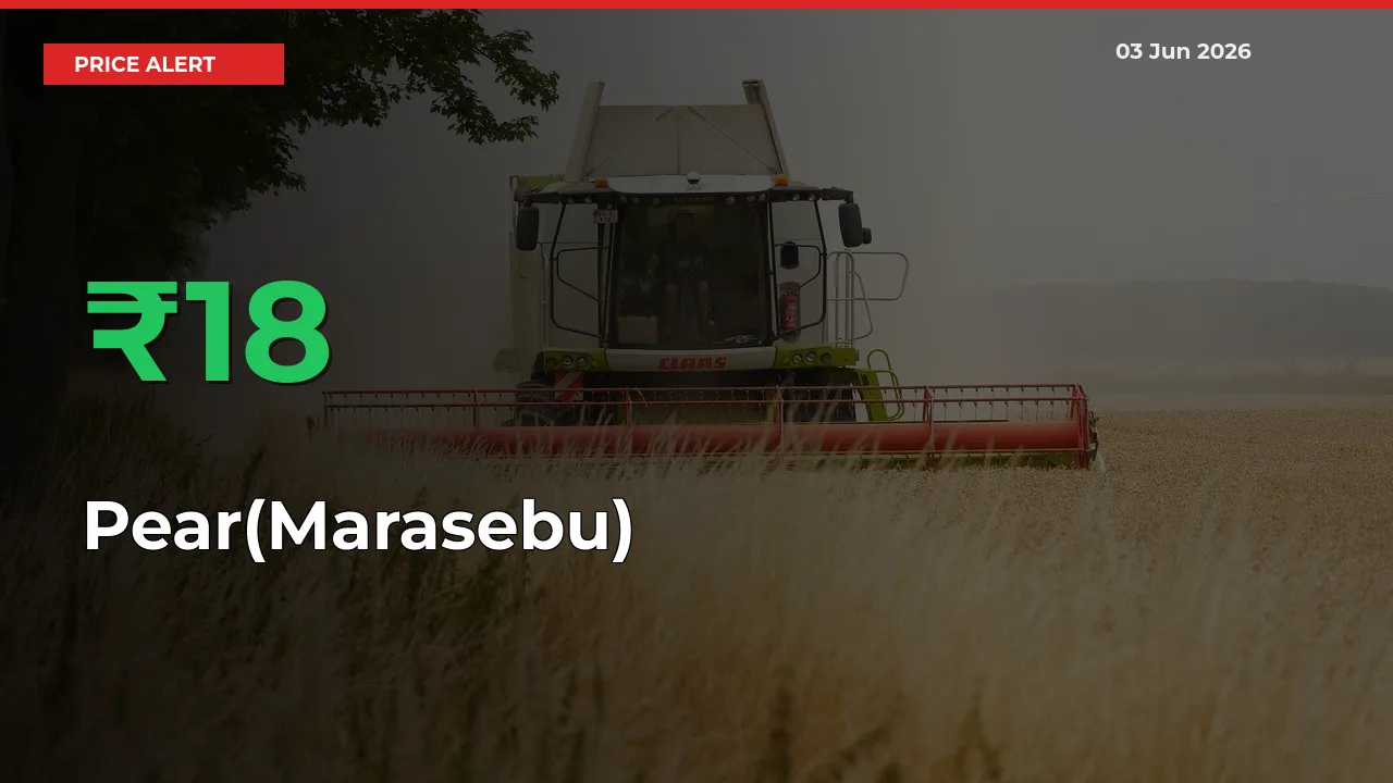 17.79% Spike in Pear(Marasebu) Prices – Mandi Sees Sudden Rally
