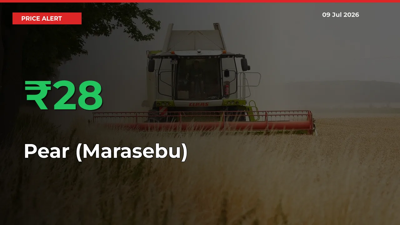 Pear (Marasebu) Rises 28.32% at Mandis