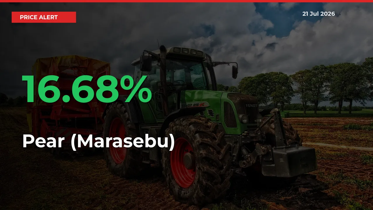 Pear (Marasebu) Rises 16.68% at Mandis