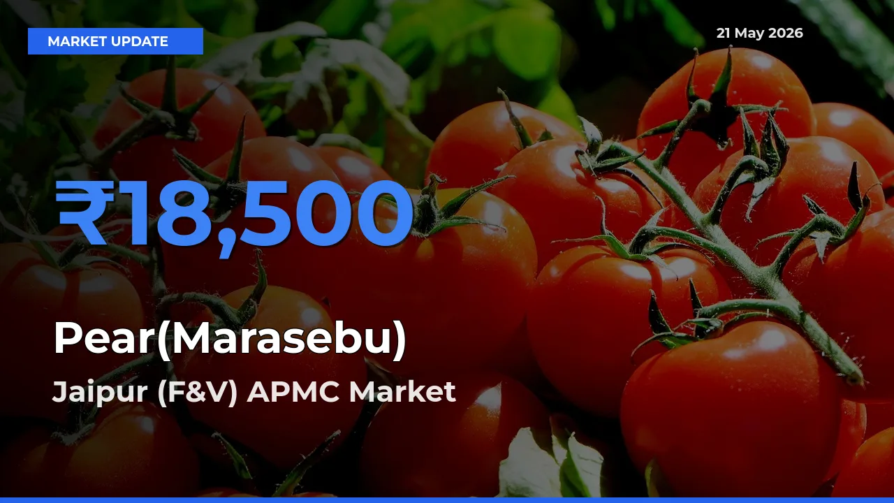 Top Performer! Jaipur (F&V) APMC Offers Best Pear(Marasebu) Price Today