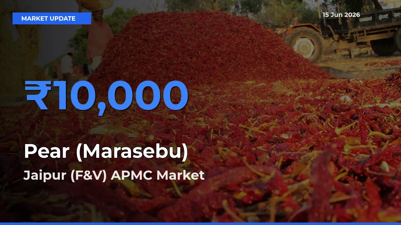 Jaipur (F&V) APMC Tops Pear (Marasebu) Rates – June 15 Market Update