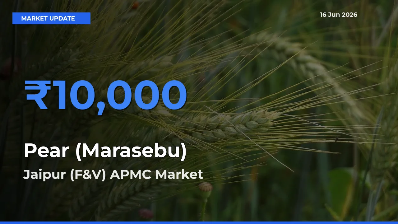 Jaipur (F&V) APMC Emerges as Top Mandi for Pear (Marasebu) Prices Today
