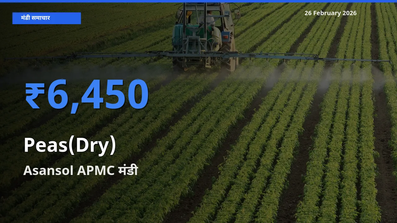टॉप मंडी बना Asansol APMC! Peas(Dry) के सबसे ऊँचे दाम यहीं दर्ज