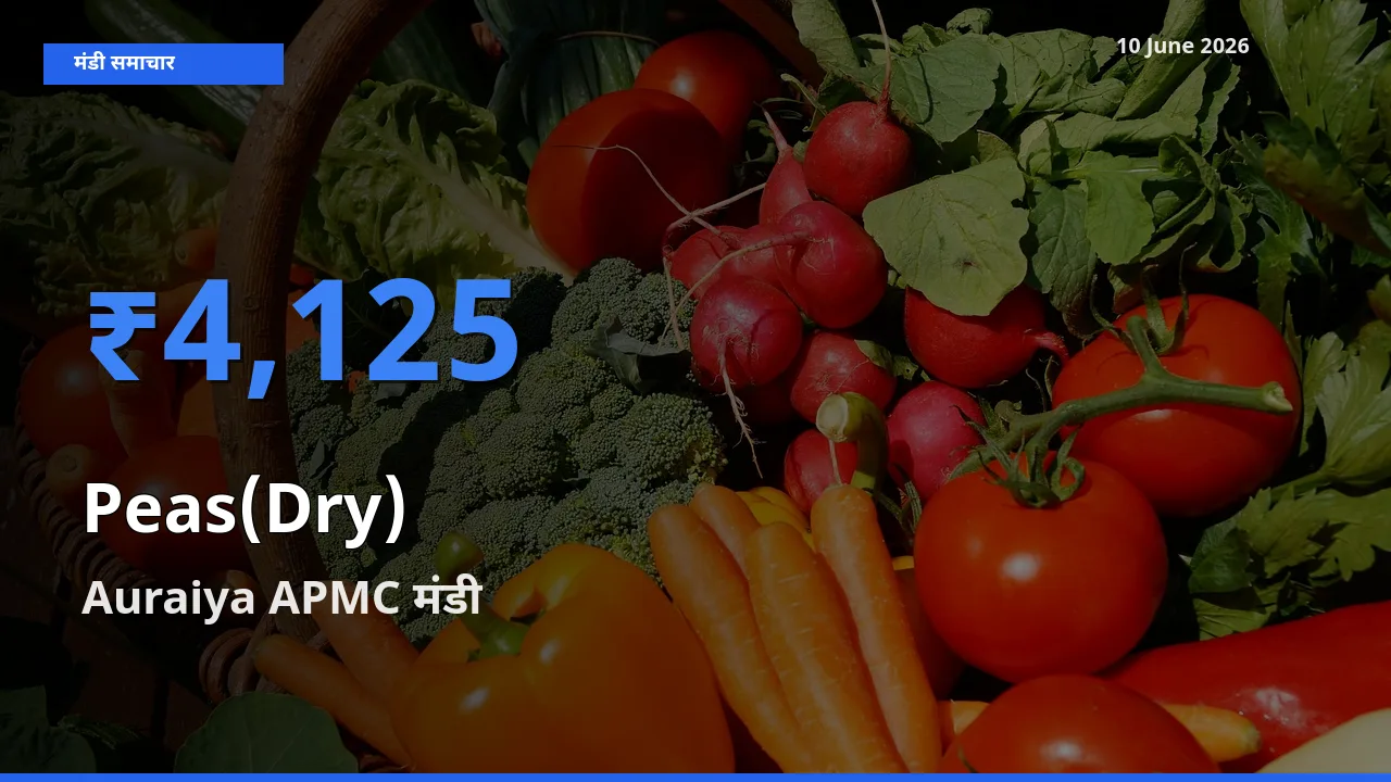 आज का मंडी भाव: सूखी मटर के सबसे ज़्यादा दाम Auraiya APMC में