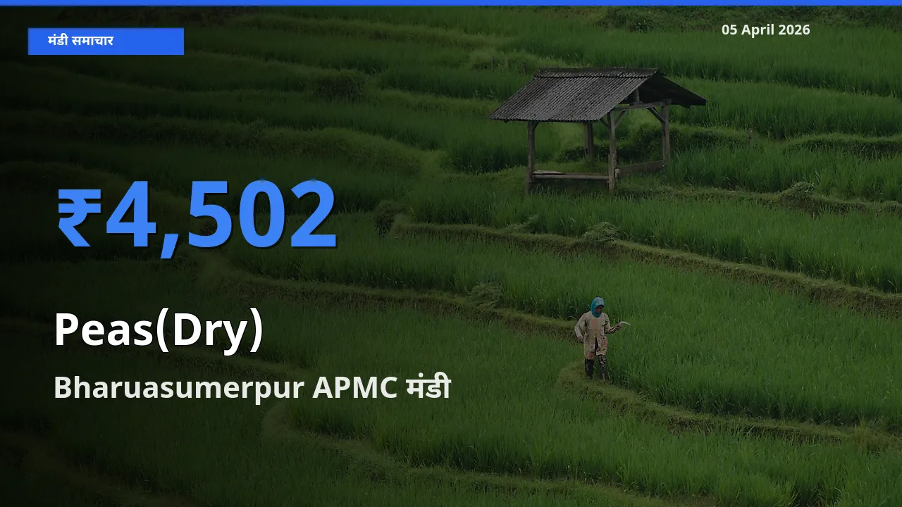 Bharuasumerpur APMC में सूखी मटर का आज सबसे ऊँचा भाव